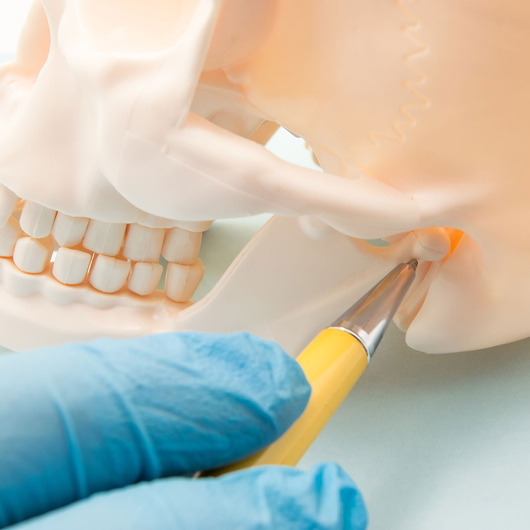 Eine behandschuhte Hand zeigt mit einem Stift auf den Bereich des Kiefergelenks eines menschlichen Schädelmodells aus Kunststoff, um die Verbindung der Kieferknochen mit dem Schädel hervorzuheben.